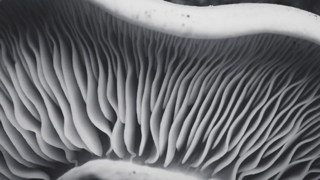 LA NATURALEZA TIENE TODAS LAS RESPUESTAS, SOBRE TODO EN CUESTIONES DE DISEÑO