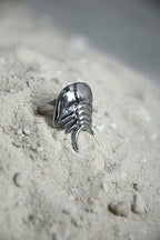 Anillo Ceraurus
