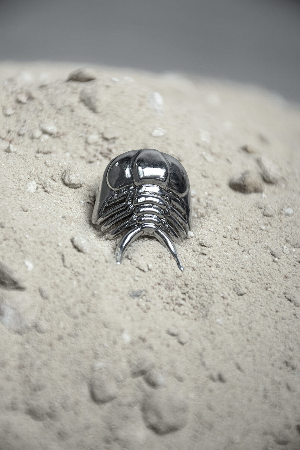Anillo Ceraurus