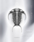 Anillo Ceraurus