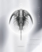 Peine Zacanthoides
