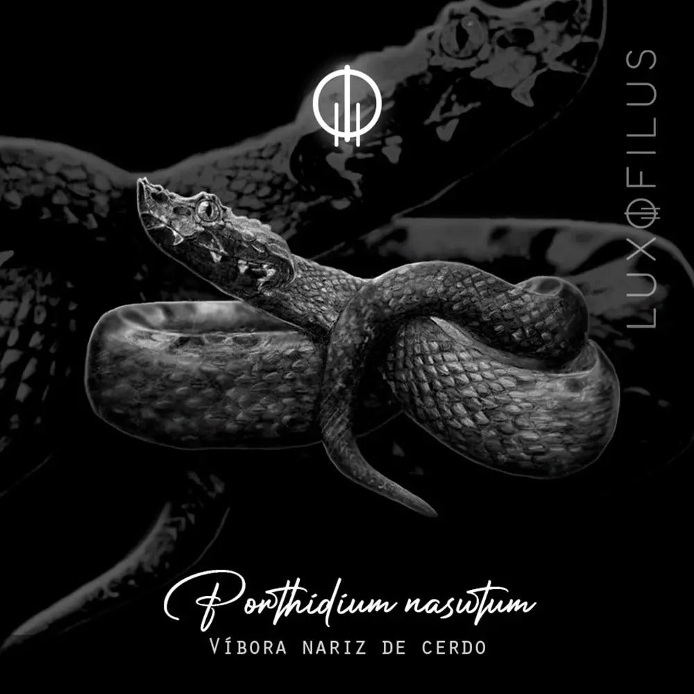 Earcuff Víbora Nariz de Cerdo