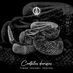 Solitario Vibora Cascabel