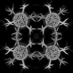 Pañoleta Radiolario Hexancistra