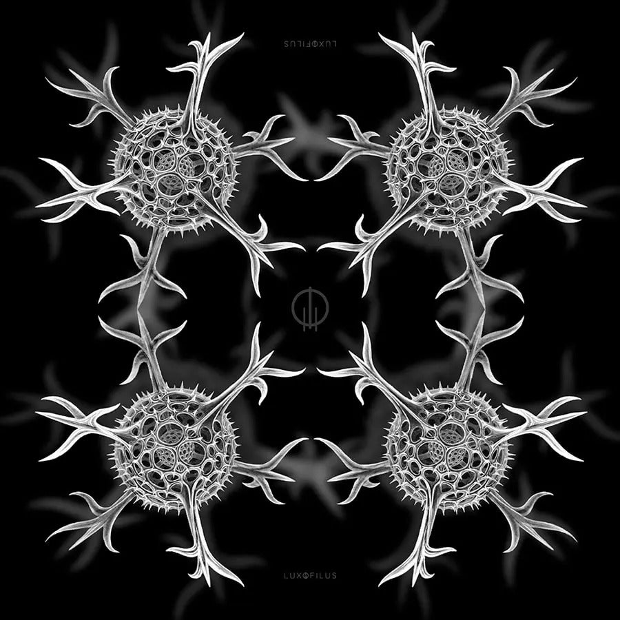 Pañoleta Radiolario Hexancistra