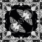 Pañoleta Polilla Erythromeris