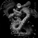 Anillo Boa Esmeralda