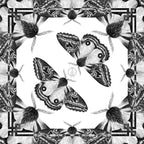 Pañoleta Polilla Erythromeris