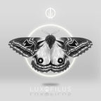 Pañoleta Polilla Erythromeris