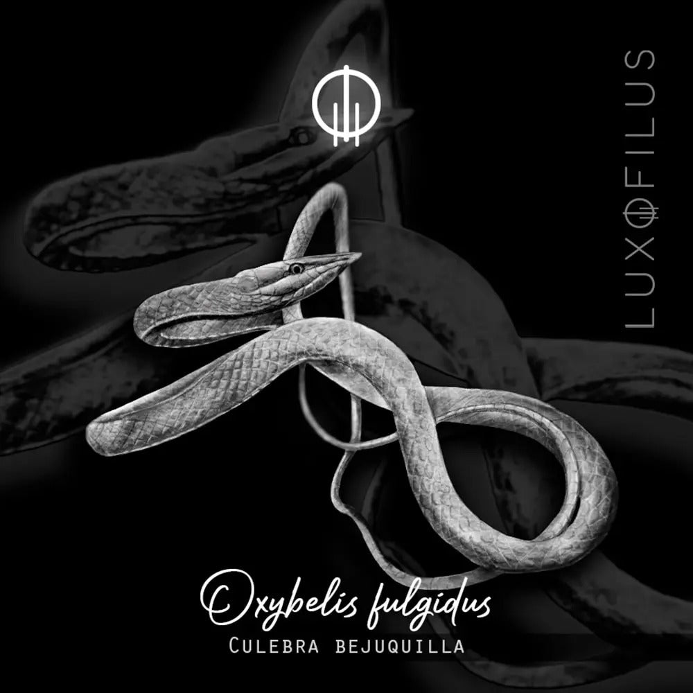 Aretes Culebra Bejuquilla Suspendida