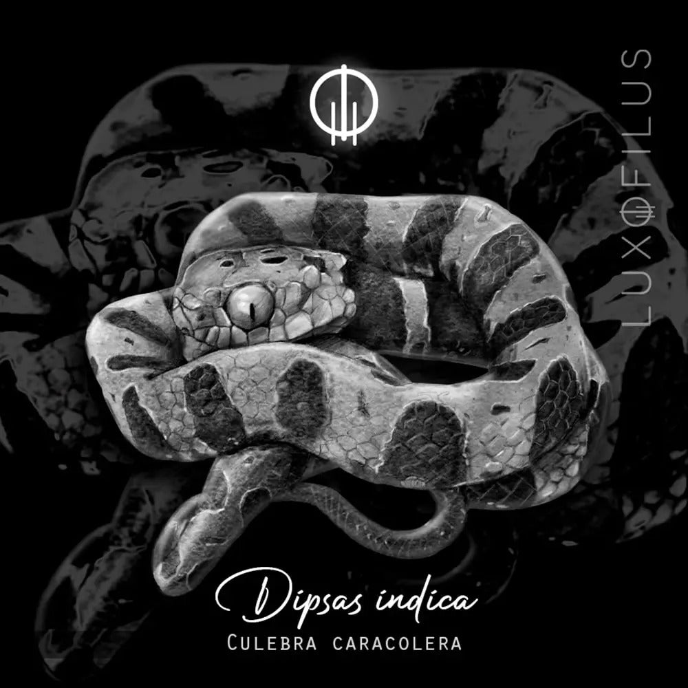 Aretes Culebra Caracolera