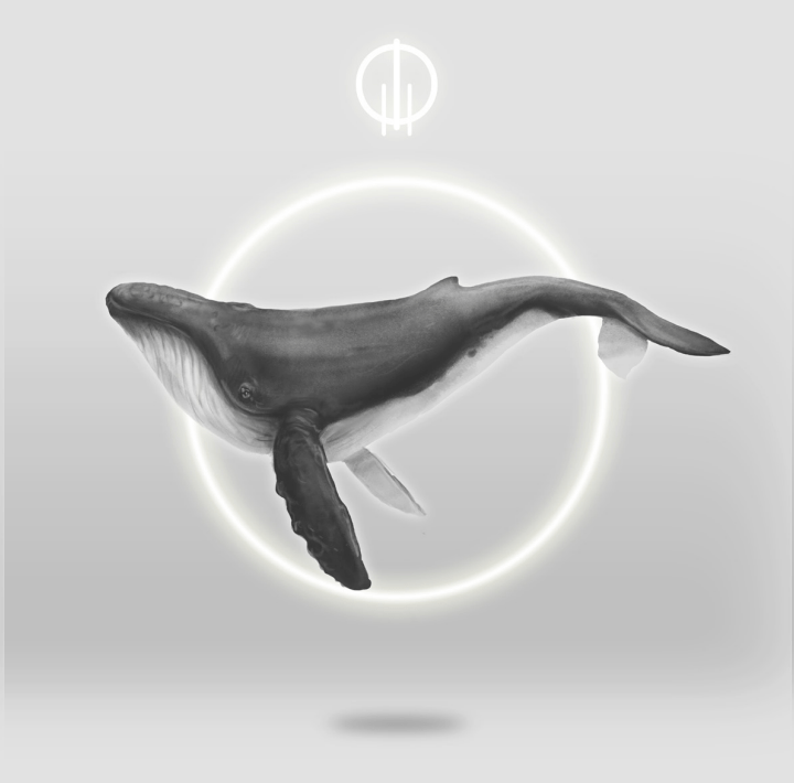 Anillo Ballena Jorobada