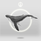 Anillo Ballena Jorobada