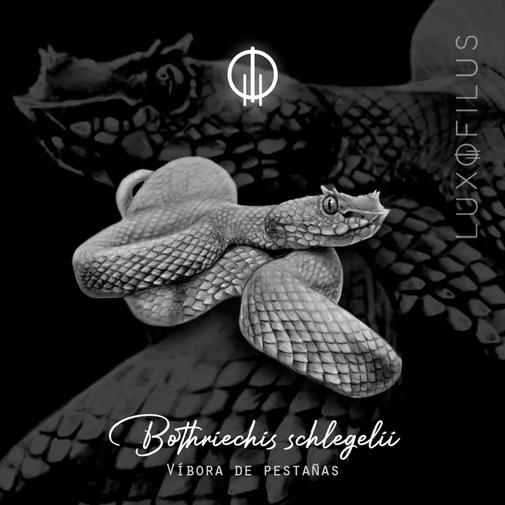 Anillo Víbora de Pestañas