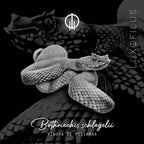 Anillo Víbora de Pestañas